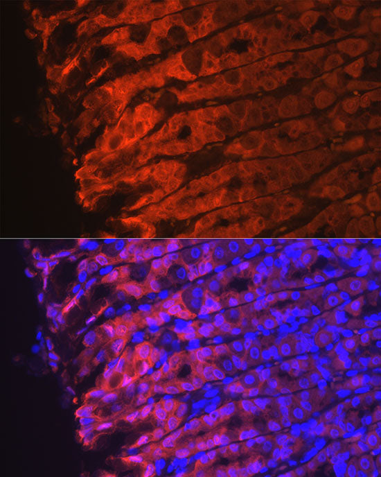 [KO Validated] NQO1 Rabbit mAb