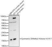Symmetric DiMethyl-Histone H3-R17 Rabbit mAb