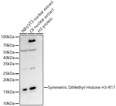 Symmetric DiMethyl-Histone H3-R17 Rabbit mAb