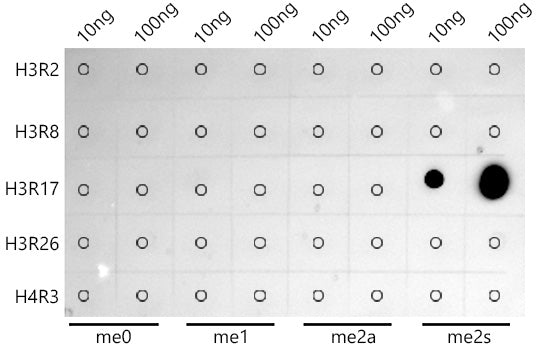 Symmetric DiMethyl-Histone H3-R17 Rabbit mAb