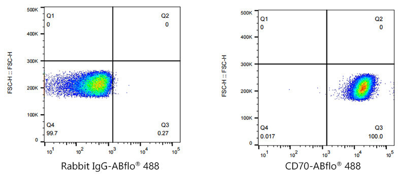 ABflo® 488 Rabbit anti-Human CD70 mAb