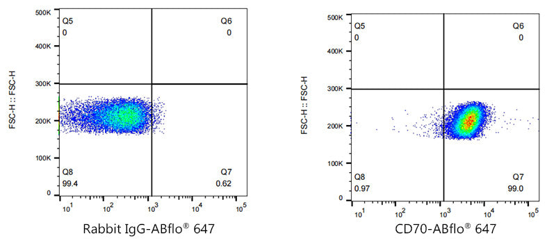 ABflo® 647 Rabbit anti-Human CD70 mAb