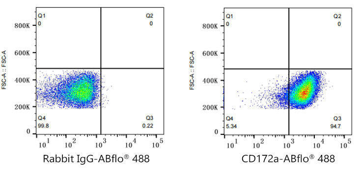 ABflo® 488 Rabbit anti-Human CD172a/SIRPα mAb