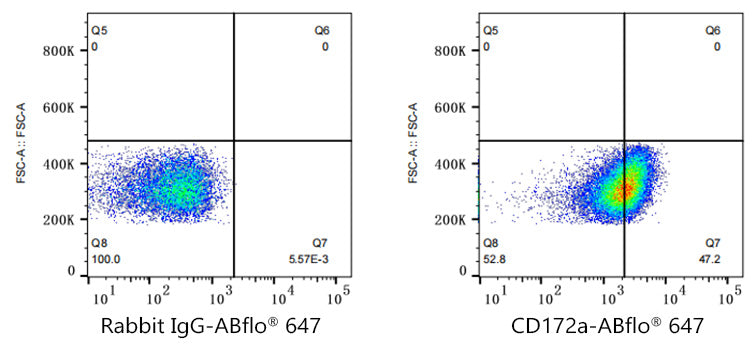 ABflo® 647 Rabbit anti-Human CD172a/SIRPα mAb