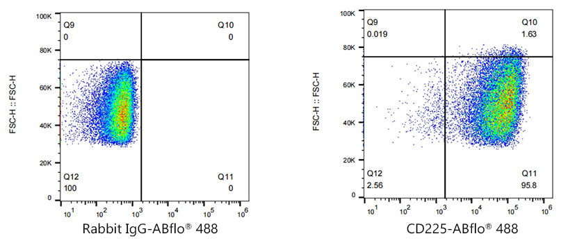 ABflo® 488 Rabbit anti-Human CD225/IFITM1 mAb