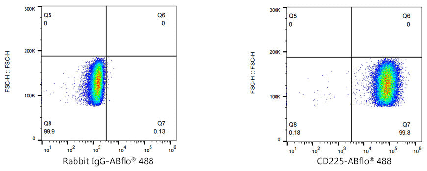 ABflo® 488 Rabbit anti-Human CD225/IFITM1 mAb
