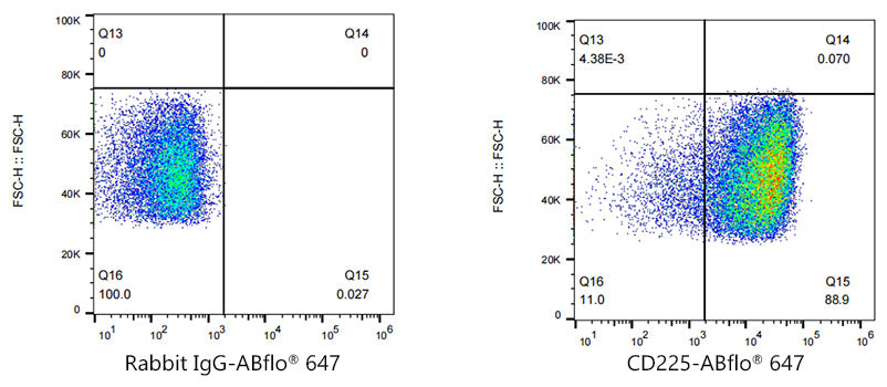 ABflo® 647 Rabbit anti-Human CD225/IFITM1 mAb