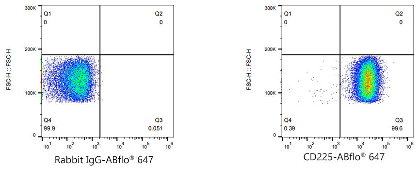 ABflo® 647 Rabbit anti-Human CD225/IFITM1 mAb