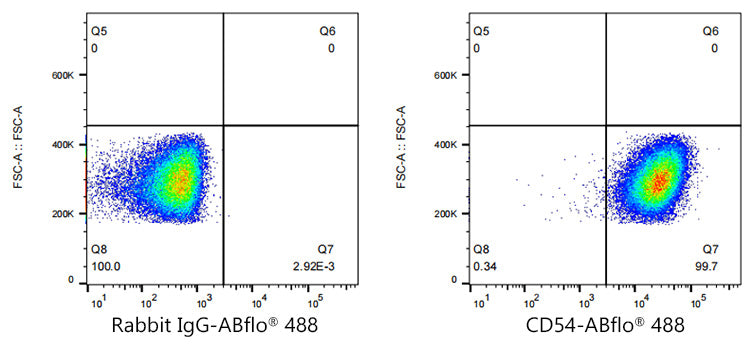 ABflo® 488 Rabbit anti-Human ICAM-1/CD54 mAb