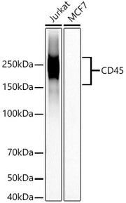 CD45 Rabbit mAb