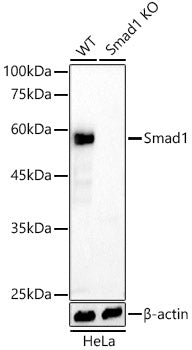 [KO Validated] Smad1 Rabbit mAb
