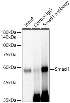 [KO Validated] Smad1 Rabbit mAb