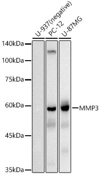 MMP3 Rabbit mAb