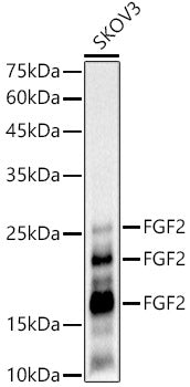 FGF2 Rabbit mAb