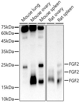 FGF2 Rabbit mAb