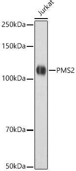 [KO Validated] PMS2 Rabbit mAb