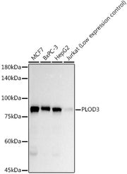 PLOD3 Rabbit mAb