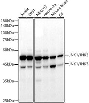 JNK1/2/3 Rabbit mAb