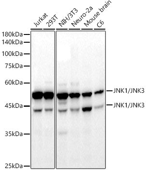JNK1/2/3 Rabbit mAb