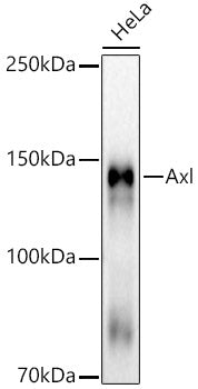 Axl Rabbit mAb