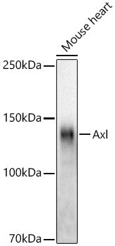 Axl Rabbit mAb