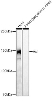 Axl Rabbit mAb