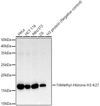 TriMethyl-Histone H3-K27 Rabbit mAb