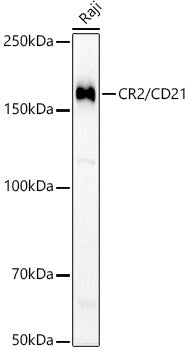 CR2/CD21 Rabbit mAb