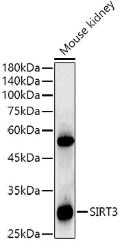 [KO Validated] SIRT3 Rabbit mAb