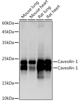 Caveolin-1  Rabbit mAb