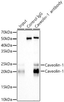 Caveolin-1  Rabbit mAb