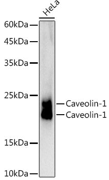Caveolin-1  Rabbit mAb