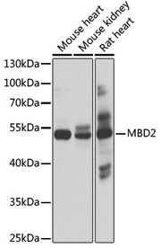 MBD2 Rabbit pAb