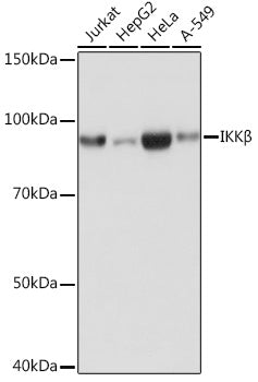 IKKβ Rabbit mAb