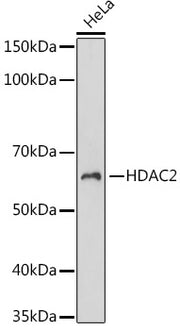 HDAC2 Rabbit mAb