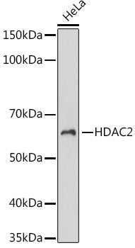HDAC2 Rabbit mAb