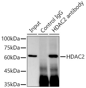 HDAC2 Rabbit mAb