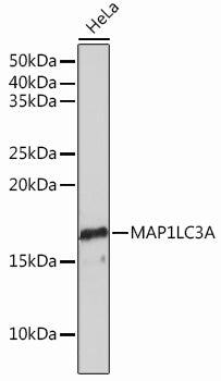 MAP1LC3A Rabbit mAb