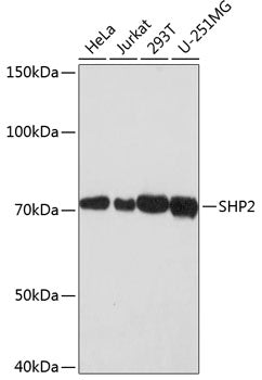 SHP2 Rabbit mAb