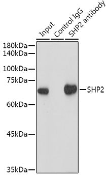 SHP2 Rabbit mAb