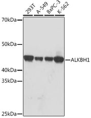 ALKBH1 Rabbit mAb