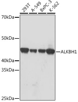 ALKBH1 Rabbit mAb