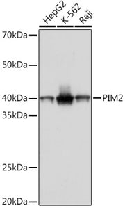 PIM2 Rabbit mAb