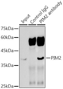 PIM2 Rabbit mAb
