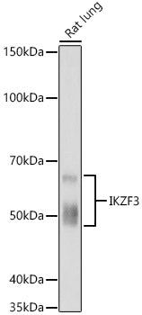 IKZF3 Rabbit mAb