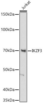 IKZF3 Rabbit mAb