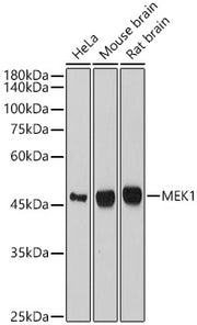 MEK1 Rabbit mAb