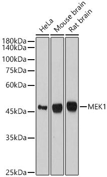 MEK1 Rabbit mAb