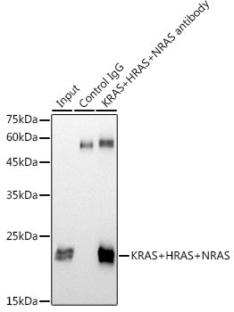 KRAS+HRAS+NRAS Rabbit mAb