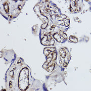 Tryptophanyl-tRNA synthetase 1 Rabbit mAb